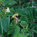 DSCN1433 - pata-de-vaca Bauhinia forficata, Fabaceae Caesalpinioideae