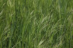 Hohes Gras entlang des Wanderwegs an der Argen