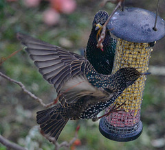 Food Fight. Starlings