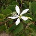 DSCN1434 - pata-de-vaca Bauhinia forficata, Fabaceae Caesalpinioideae