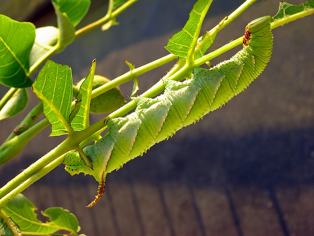 Caterpillar of the Chinese Walnut hawkmoth