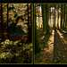 Autumn forest light and shadow play