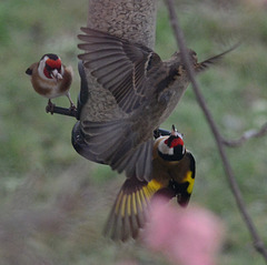 Food Fight. Goldfinches and Sparrow