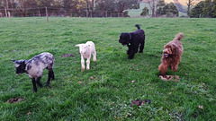 lambs and dogs