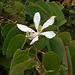 DSCN1435 - pata-de-vaca Bauhinia forficata, Fabaceae Caesalpinioideae