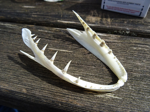 ipernity Gebiss von einem 1 m Hecht ( Unterkiefer ) by Wolfgang Mayr