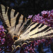 Mariposa tigre o Papilio Glaucus