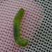 CaterpillarIMG 5621