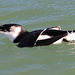 EOS 90D Peter Harriman 12 54 33 49640 razorbill dpp