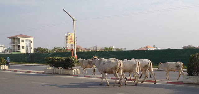 cows on the highway