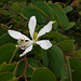 DSCN1436 - pata-de-vaca Bauhinia forficata, Fabaceae Caesalpinioideae