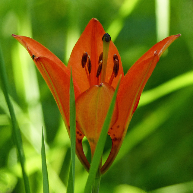 Western Wood Lily