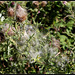 Cirsium vulgare  (2)