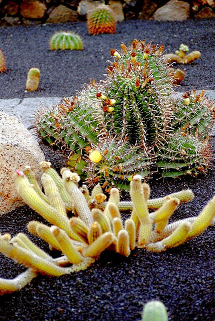 Jardín de cactus. ©UdoSm