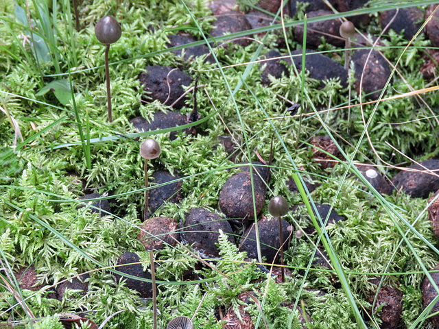 Tiny mushrooms growing on elk (?) scat