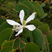 DSCN1437 - pata-de-vaca Bauhinia forficata, Fabaceae Caesalpinioideae