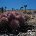Ferocactus hamatacanthus, Turk's head, Barrel cacti, Death Valley USA