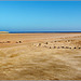 Sharm el Sheikh : Ras Mohammed - quando l'alta marea ricopre buona parte di questa grande spiaggia, la pietre indicano la parte più alta dove si può passare anche con la propria auto