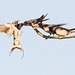 Barn Swallow / Boerenzwaluw (Hirundo rustica)