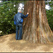 knock knock - giant redwood