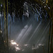 Wasserdampf im Bambuswald auf der Insel Brisago im Lago Maggiore
