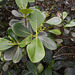DSCN1439 - botão de mangue-formiga Clusia criuva, Clusiaceae