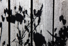 Shadows on a Black Fence