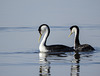 Western Grebes paired up
