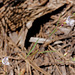 Gayophytum eriospermum, Sequoia National Park USA L1020196