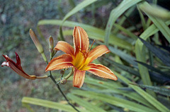 One Day Lily