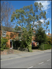 tree in Magdalen Road
