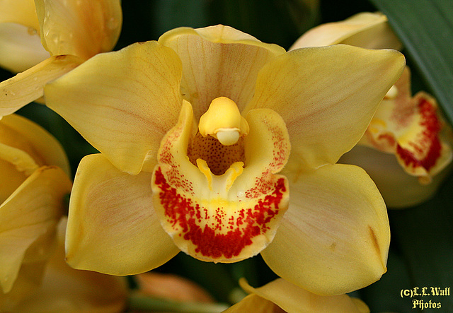 Primrose Orchid