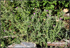 Cirsium vulgare (1)