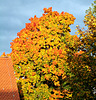 Ahorn zeigt Herbstlaub... ©UdoSm