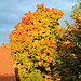 Ahorn zeigt Herbstlaub... ©UdoSm