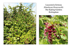 Himalayan Honeysuckle  - Rottingdean - in the City of Brighton & Hove, England - 5.8.2015