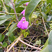 DSCN1440 - canavalia ou feijão-de-porco Canavalia rosea, Fabaceae Faboideae