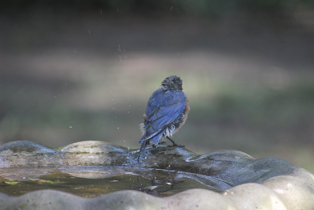 that was nice,  I'll sit here and dry off :)   a small Blue Jay...