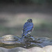 that was nice,  I'll sit here and dry off :)   a small Blue Jay...