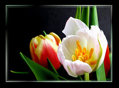 Easter Tulips... ©UdoSm