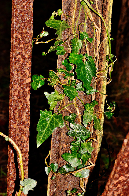 Rust and Ivy