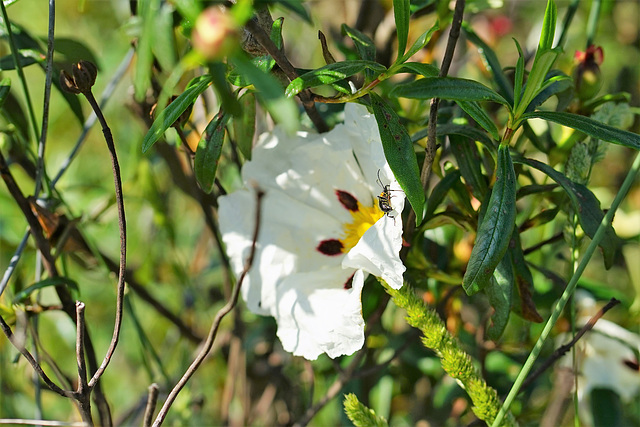 Esteva - Cistus ladanifer subsp. ladanifer