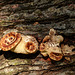 Day 3, fungi, Pt Pelee, Ontario