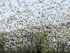 Day 12, some of the 50,000 Snow Geese, Cap Tourmente