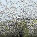 Day 12, some of the 50,000 Snow Geese, Cap Tourmente