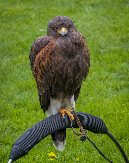 Chester cathedral falconry2
