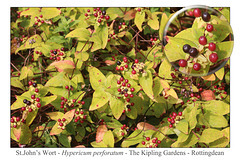 St John's Wort berries Kipling Gardens - Rottingdean - in the City of Brighton & Hove, England - 5.8.2015