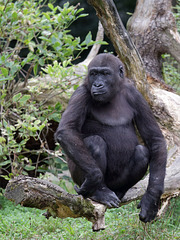 Gorillajunge (Wilhelma)