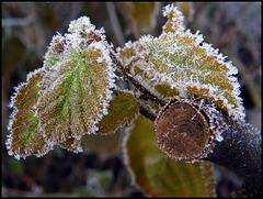 hoar frost leaves