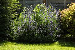 Lavender in Afternoon Sunlight